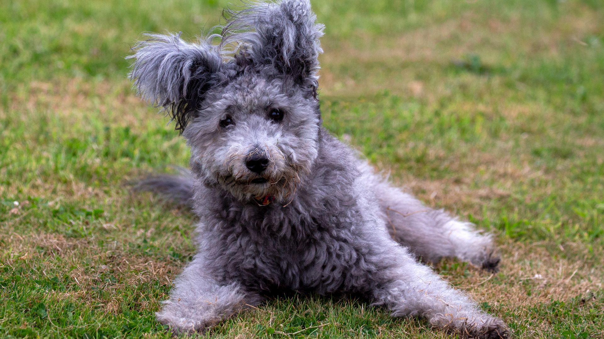 Hungarian Pumi